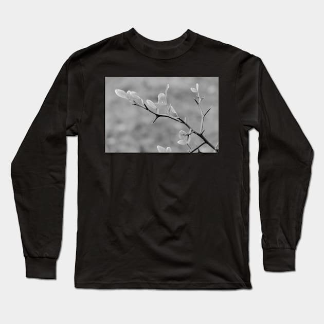 Japanese Bitter-Orange - Citrus Trifoliata Long Sleeve T-Shirt by chillbilldill